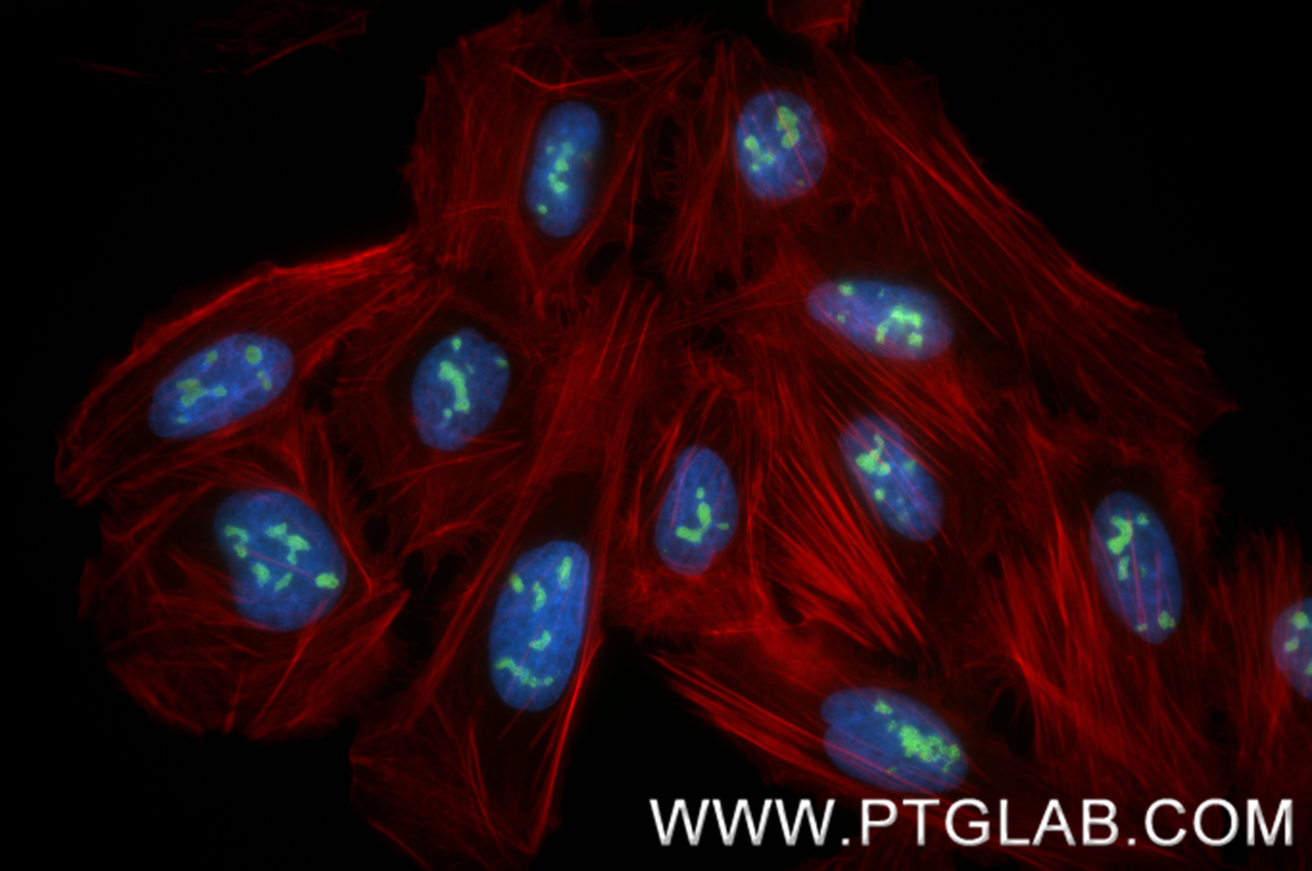 IF Staining of U2OS using 88267-1-RR Immunofluorescence (IF) / fluorescent staining of U2OS cells using NOC2L Recombinant monoclonal antibody (88267-1-RR)
