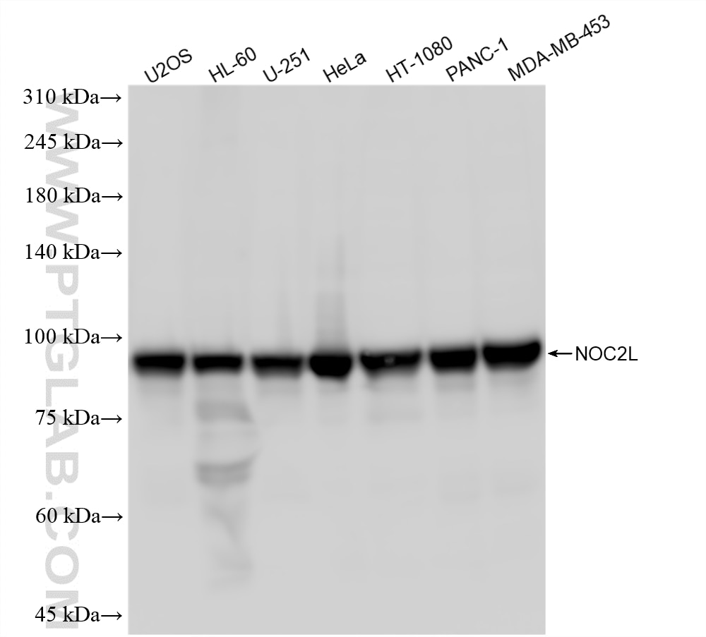 WB analysis using 88267-1-RR Western Blot (WB) analysis of various lysates using NOC2L Recombinant monoclonal antibody (88267-1-RR)