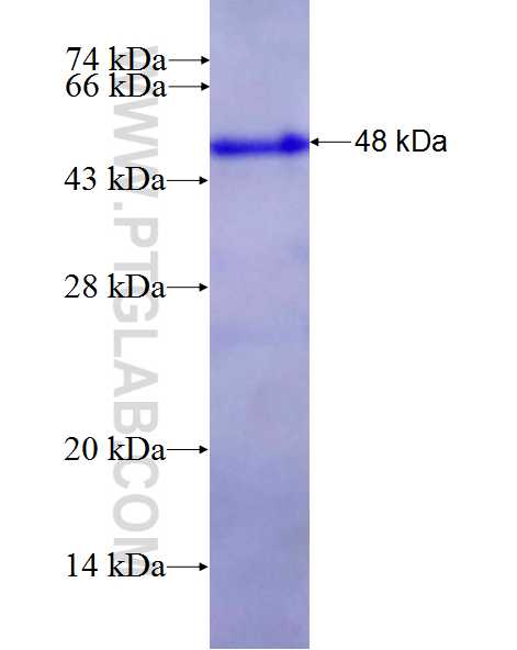 NOC2L fusion protein Ag26952 SDS-PAGE