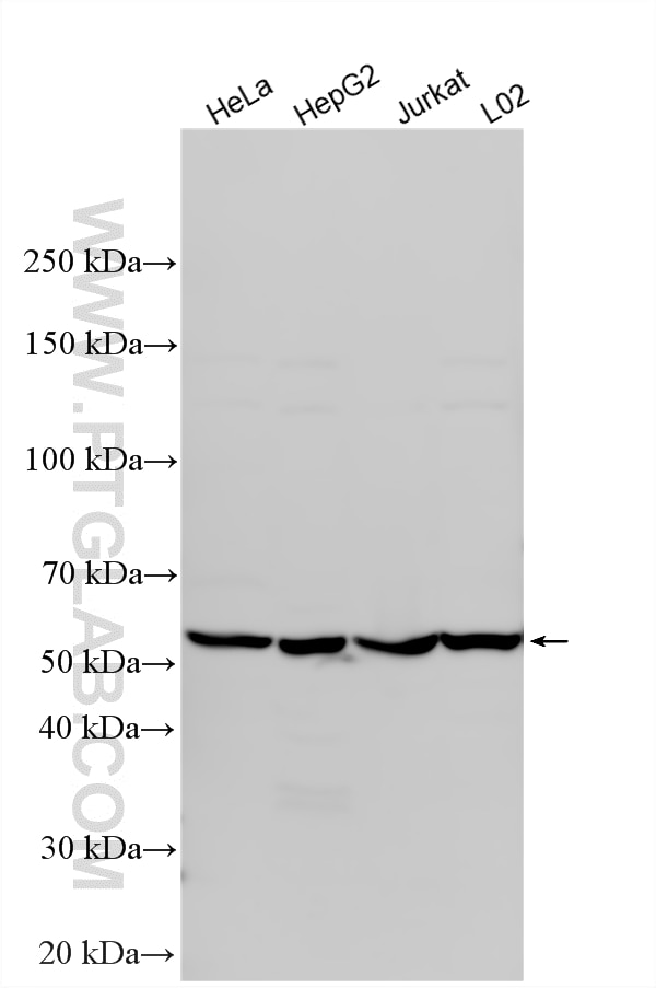 Various lysates were subjected to SDS PAGE followed by western blot with 17025-1-AP (NOC4L antibody) at dilution of 1:3000 incubated at room temperature for 1.5 hours. Western Blot (WB) analysis of various lysates using NOC4L Polyclonal antibody (17025-1-AP)