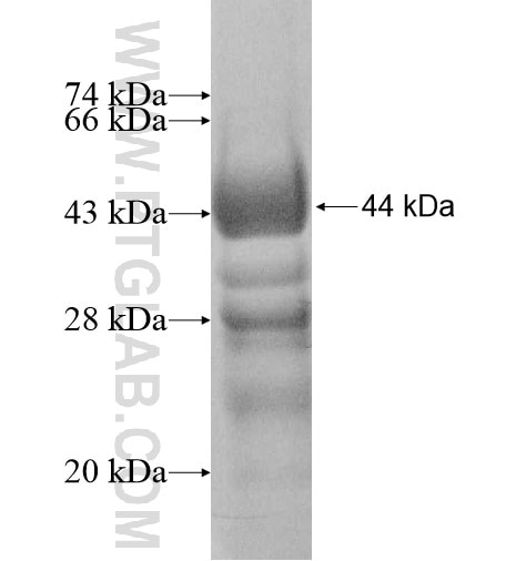 NOC4L fusion protein Ag10313 SDS-PAGE