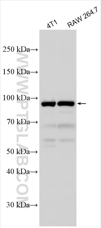 Western Blot (WB) analysis of various lysates using NOD1 Polyclonal antibody (14770-1-AP)