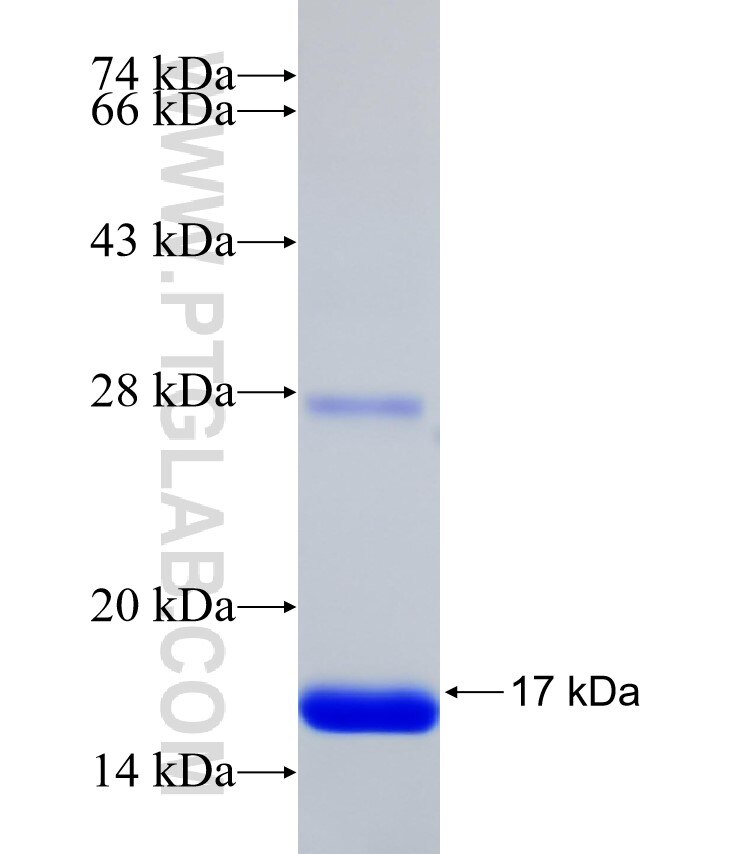 NOD2 fusion protein Ag32014 SDS-PAGE
