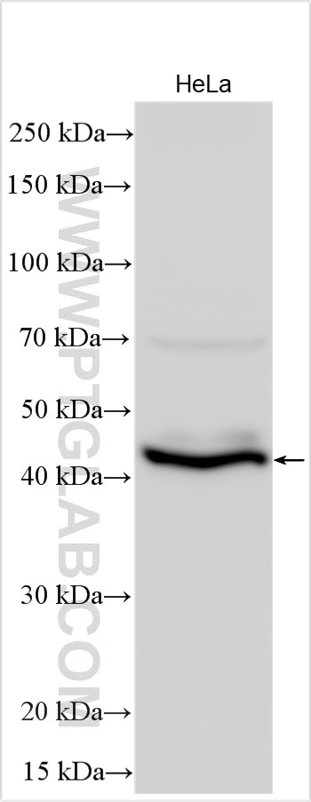 Western Blot (WB) analysis of HeLa cells using NODAL Polyclonal antibody (27430-1-AP)