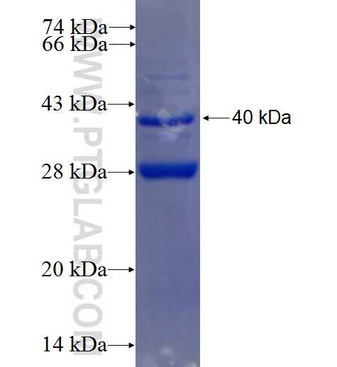 NODAL fusion protein Ag26729 SDS-PAGE