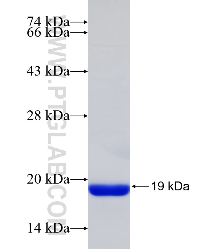 NOG fusion protein Ag32711 SDS-PAGE NOG fusion protein Ag32711 SDS-PAGE