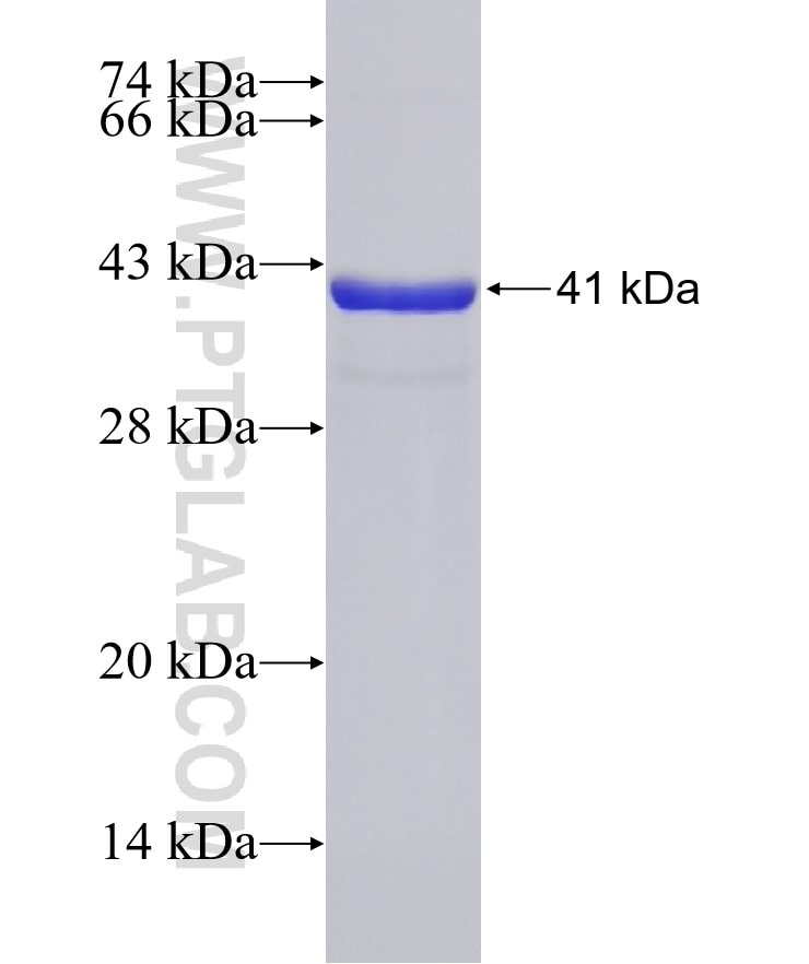 NOG fusion protein Ag32755 SDS-PAGE