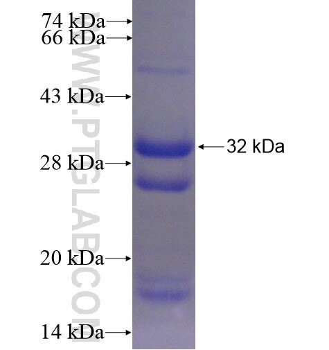 NOG fusion protein Ag6586 SDS-PAGE