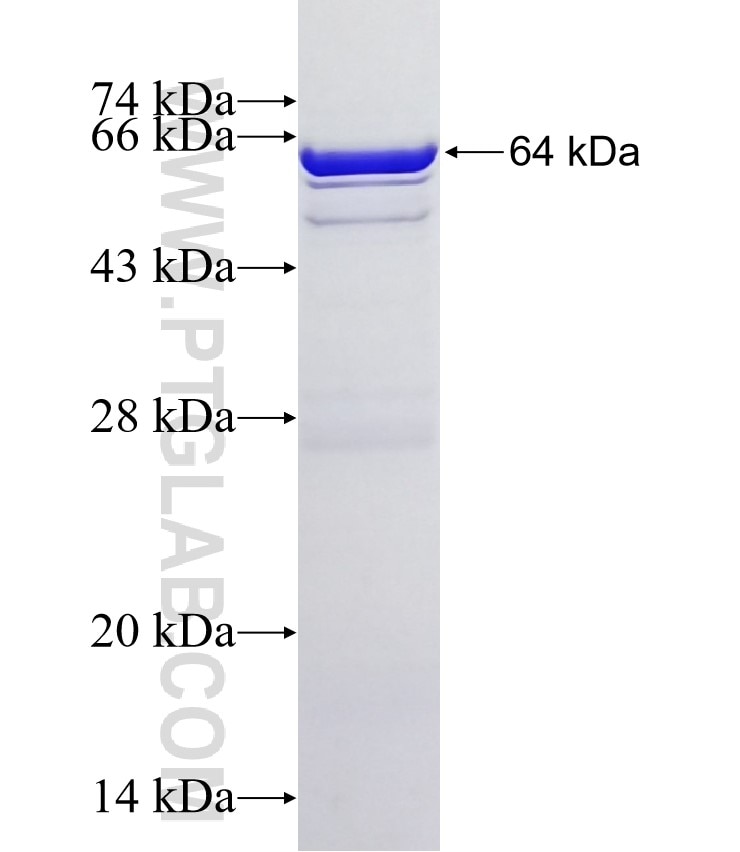 NOL10 fusion protein Ag7692 SDS-PAGE