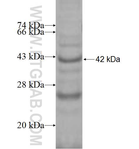 NOL10 fusion protein Ag7698 SDS-PAGE