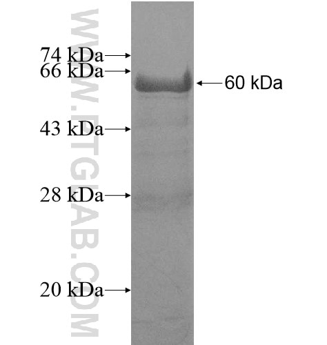 NOL11 fusion protein Ag11783 SDS-PAGE