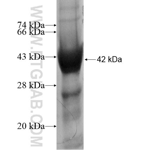 NOL11 fusion protein Ag12023 SDS-PAGE