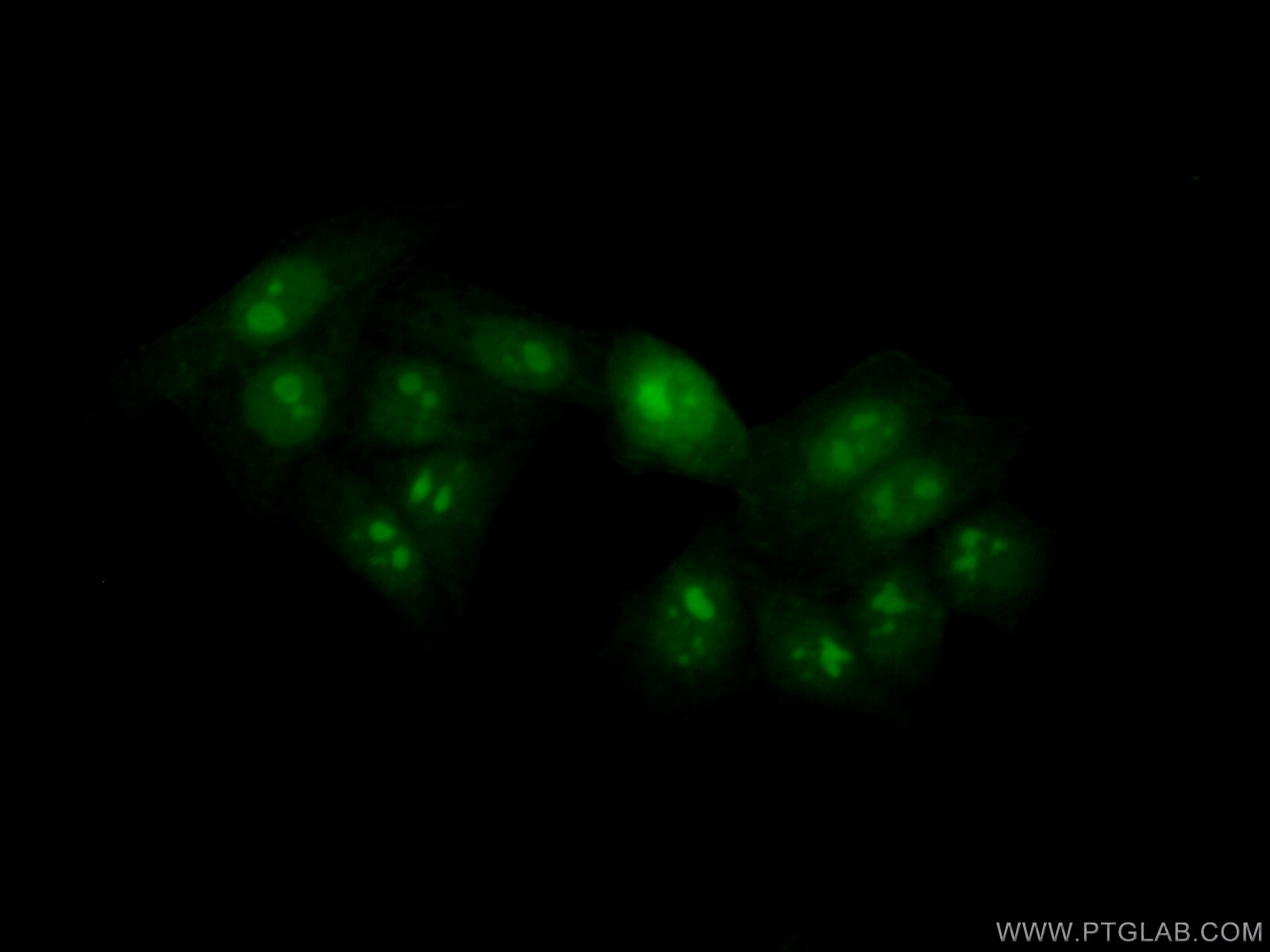 Immunofluorescence (IF) / fluorescent staining of HepG2 cells using NOL12 Polyclonal antibody (15456-1-AP)