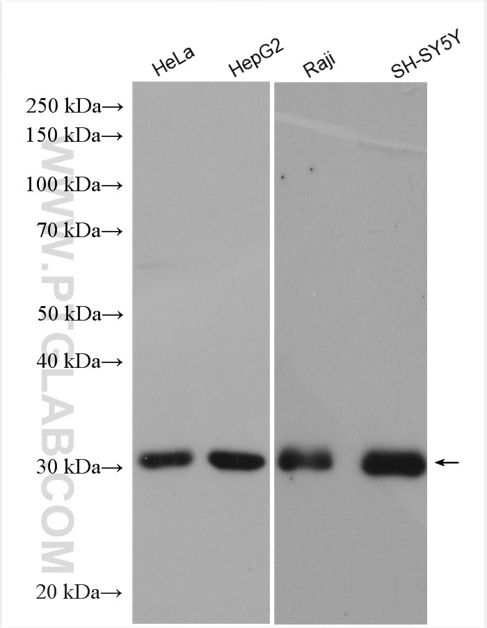 Western Blot (WB) analysis of various lysates using NOL12 Polyclonal antibody (15456-1-AP)