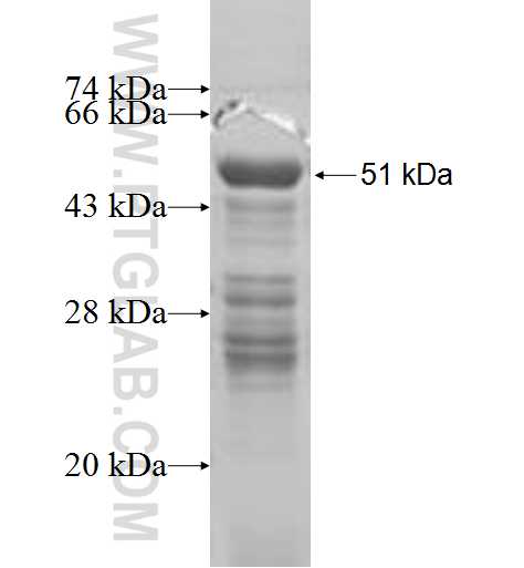 NOL12 fusion protein Ag7723 SDS-PAGE