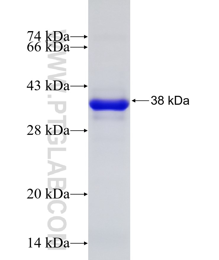 NOL12 fusion protein Ag7738 SDS-PAGE