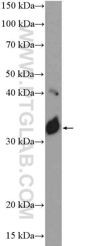 Western Blot (WB) analysis of mouse skeletal muscle tissue using NOL3 Polyclonal antibody (10846-2-AP)