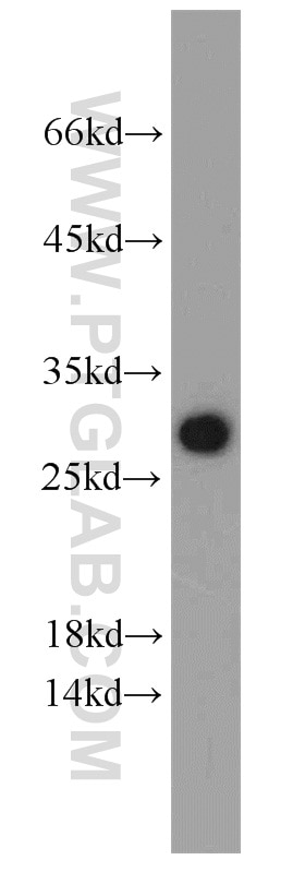 Western Blot (WB) analysis of HeLa cells using NOL3 Polyclonal antibody (10846-2-AP)