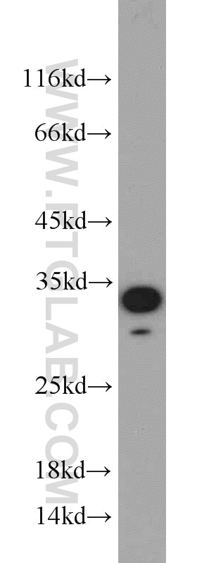 Western Blot (WB) analysis of mouse skeletal muscle tissue using NOL3 Polyclonal antibody (10846-2-AP)