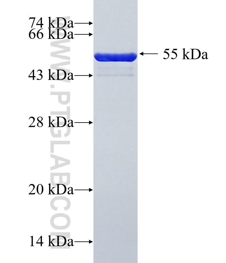 NOL3 fusion protein Ag1306 SDS-PAGE
