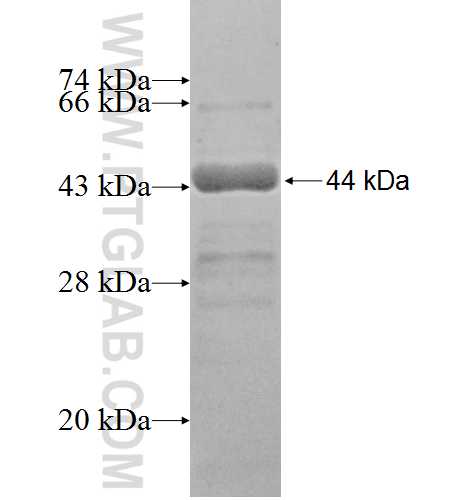 NOL6 fusion protein Ag8368 SDS-PAGE