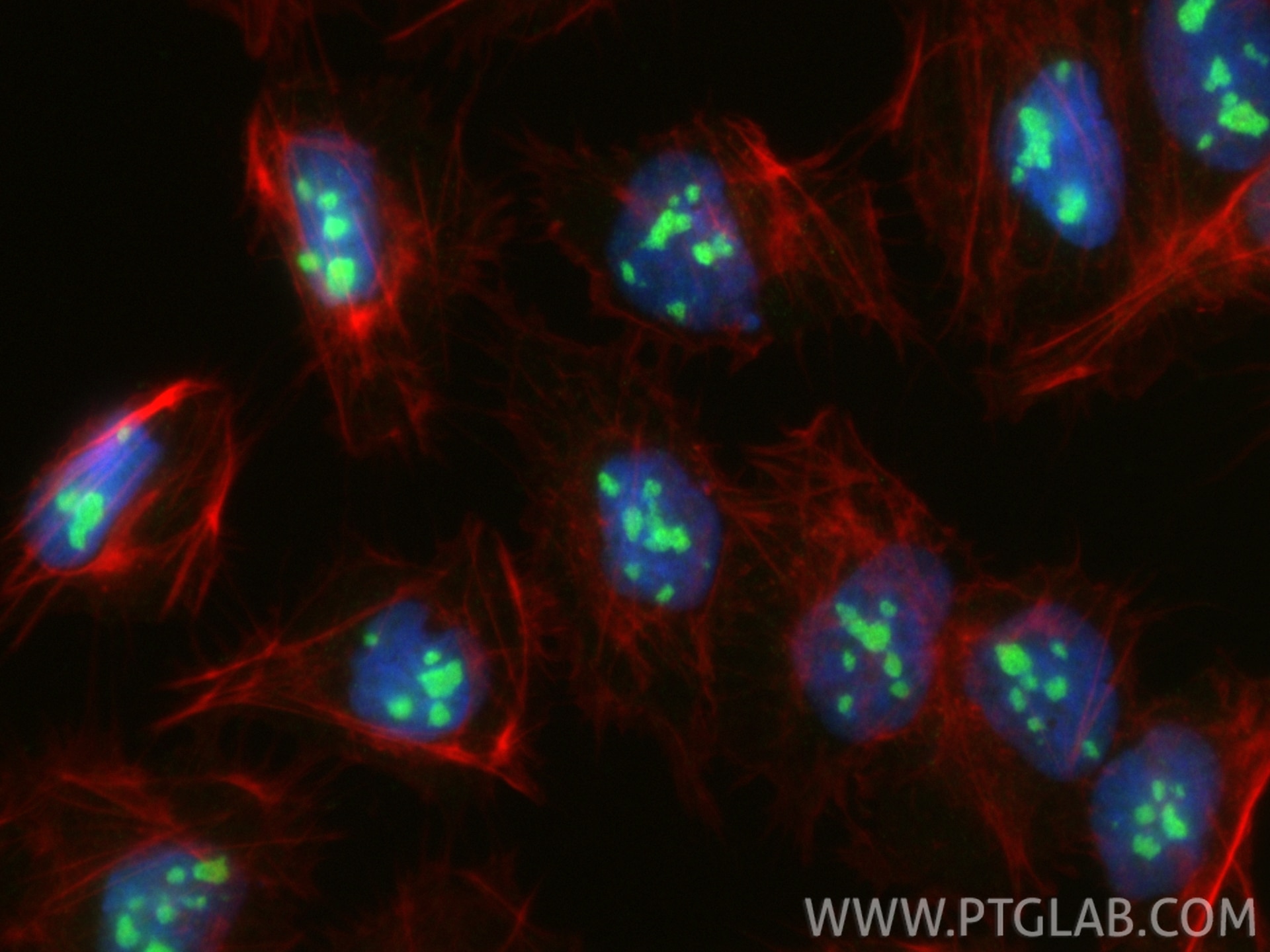 Immunofluorescence (IF) / fluorescent staining of U2OS cells using NOL7 Polyclonal antibody (18424-1-AP)