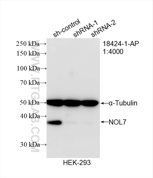 Western Blot (WB) analysis of HEK-293 cells using NOL7 Polyclonal antibody (18424-1-AP)