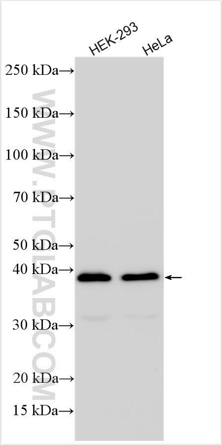 Western Blot (WB) analysis of various lysates using NOL7 Polyclonal antibody (18424-1-AP)