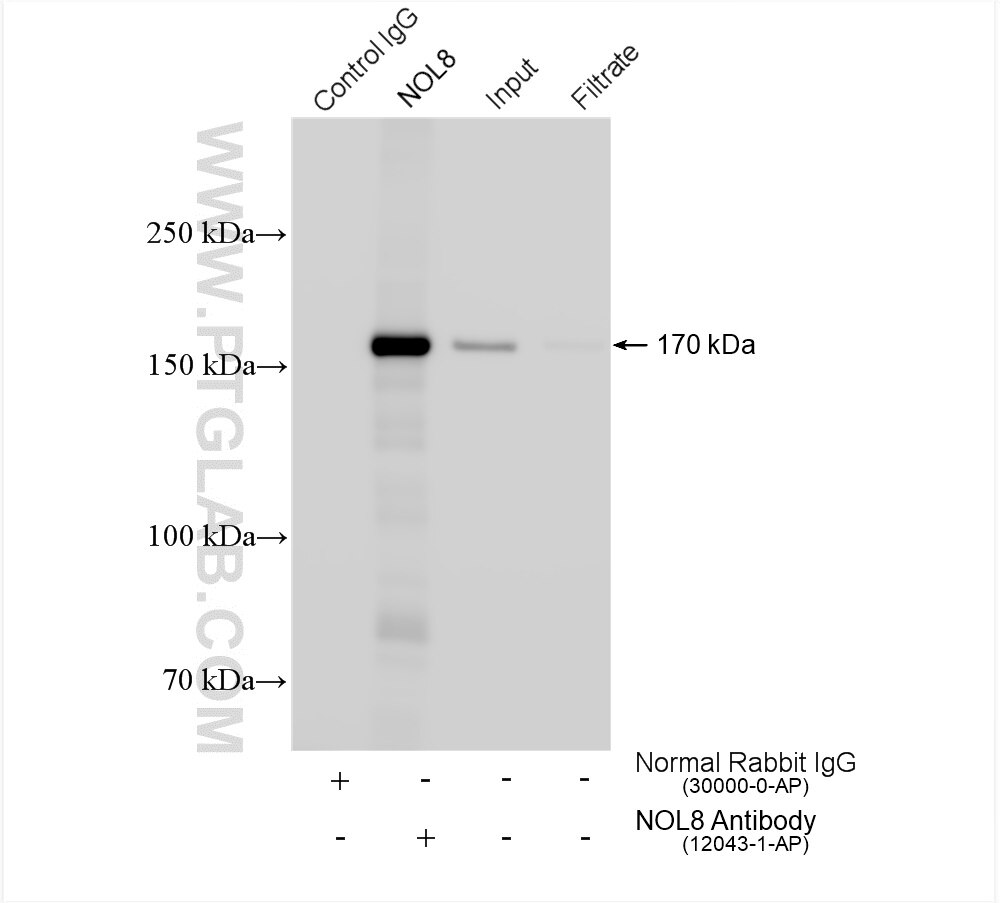 Immunoprecipitation (IP) experiment of COLO 320 cells using NOL8 Polyclonal antibody (12043-1-AP)