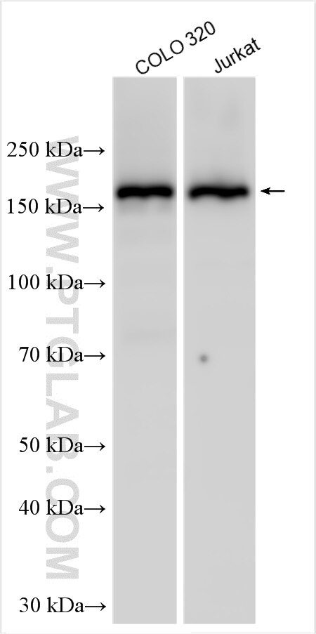 Western Blot (WB) analysis of various lysates using NOL8 Polyclonal antibody (12043-1-AP)