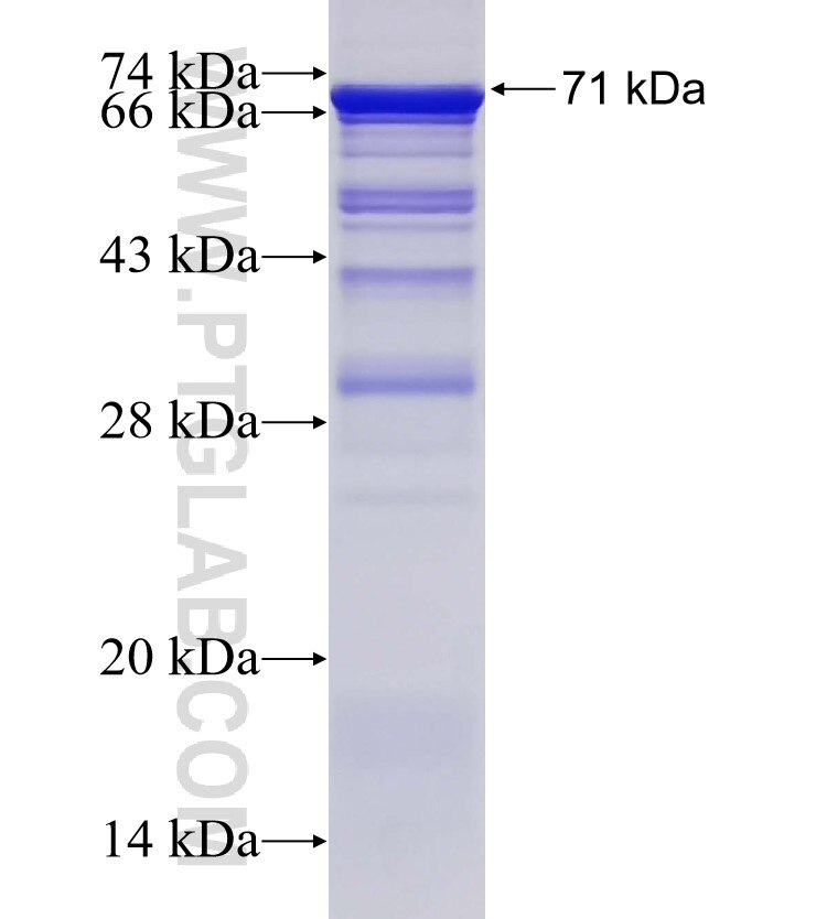 NOL8 fusion protein Ag2672 SDS-PAGE