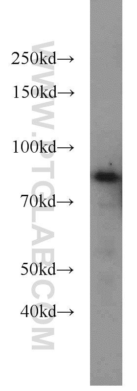 Western Blot (WB) analysis of PC-3 cells using NOL9 Polyclonal antibody (16083-1-AP)