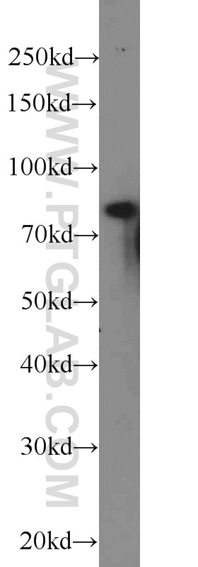 WB analysis of HEK-293 using 16083-1-AP