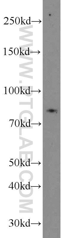 Western Blot (WB) analysis of PC-3 cells using NOL9 Polyclonal antibody (16083-1-AP)