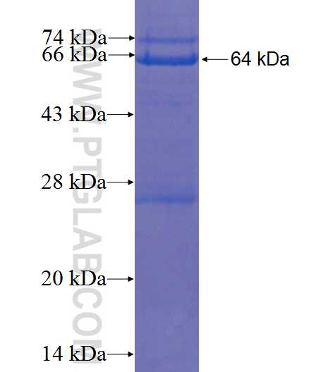 NOL9 fusion protein Ag9082 SDS-PAGE