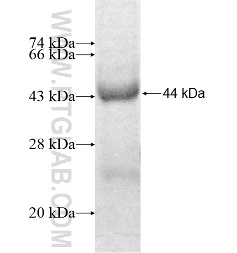NOL9 fusion protein Ag9169 SDS-PAGE