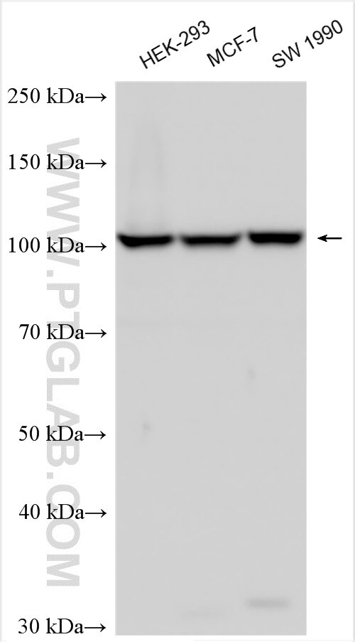 Western Blot (WB) analysis of various lysates using NOM1 Polyclonal antibody (29798-1-AP)