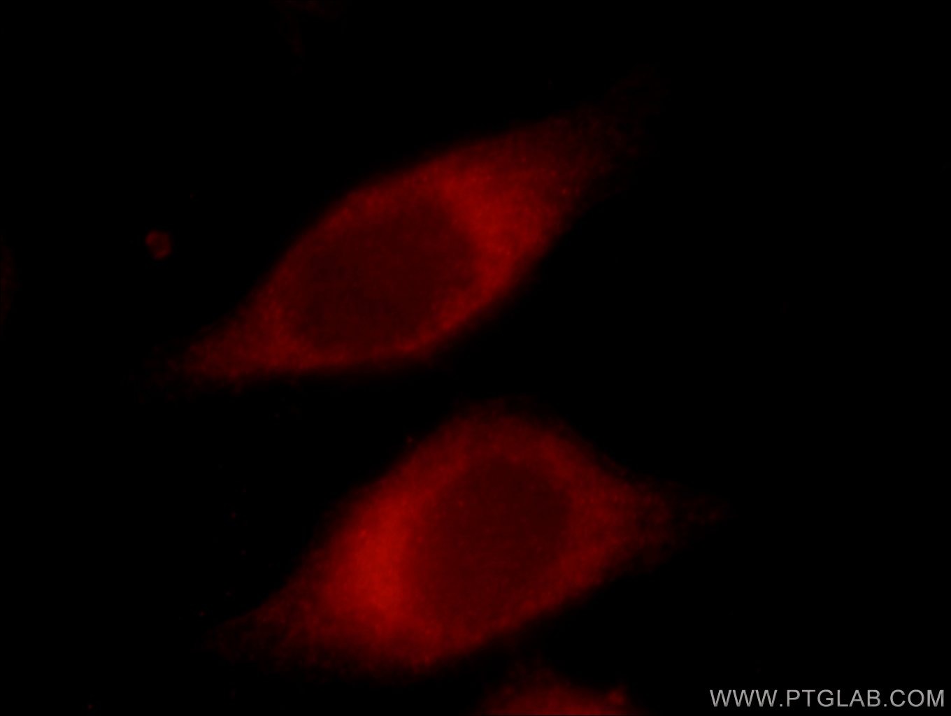 Immunofluorescence (IF) / fluorescent staining of MCF-7 cells using NOMO1 Polyclonal antibody (17792-1-AP)