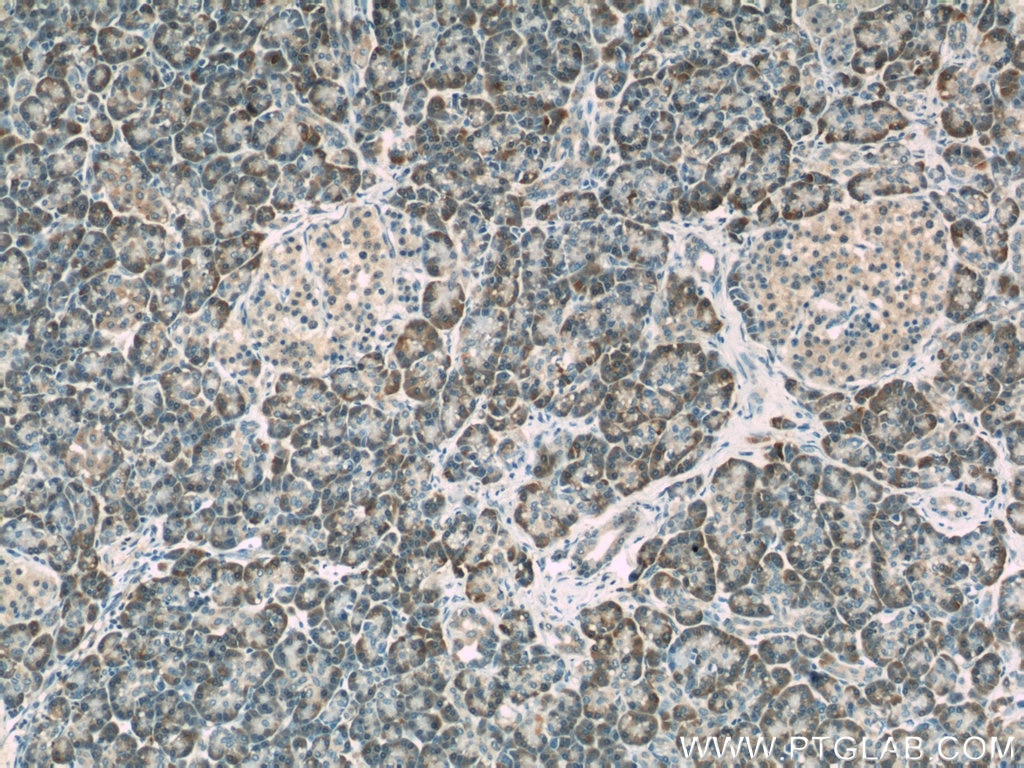 IHC staining of human pancreas using 17792-1-AP