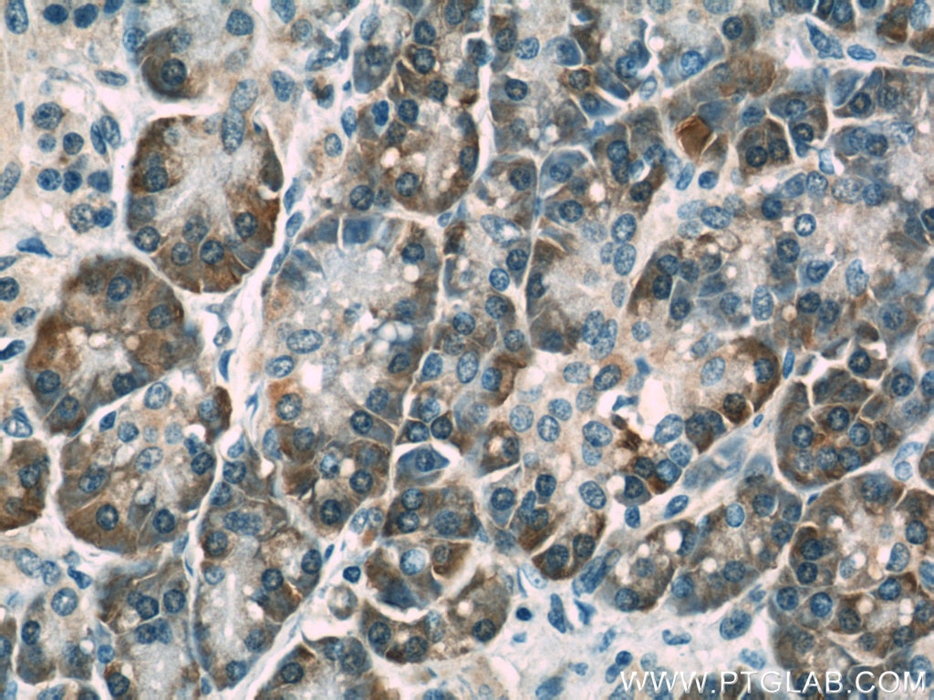 Immunohistochemistry (IHC) staining of human pancreas tissue using NOMO1 Polyclonal antibody (17792-1-AP)