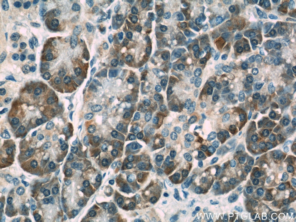 IHC staining of human pancreas using 17792-1-AP