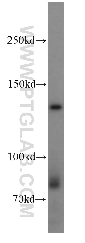 Western Blot (WB) analysis of mouse brain tissue using NOMO1 Polyclonal antibody (17792-1-AP)