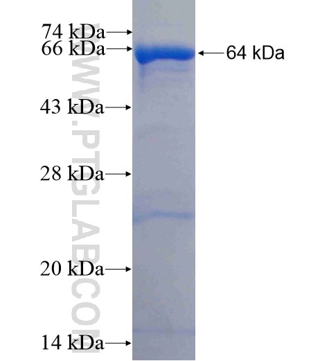 NOMO1 fusion protein Ag11895 SDS-PAGE
