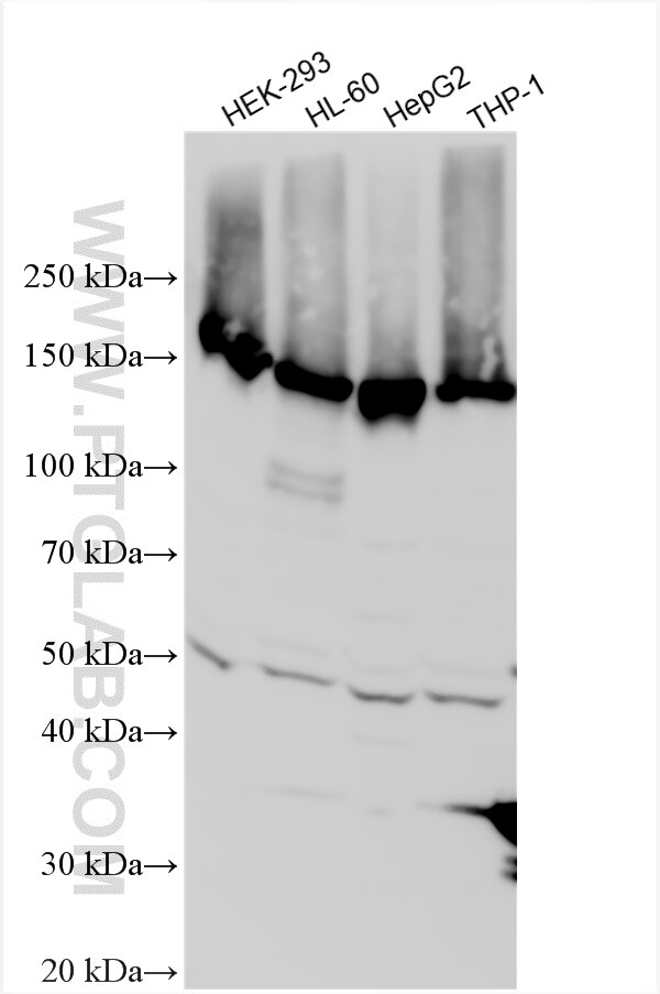 Western Blot (WB) analysis of various lysates using NOMO2 Polyclonal antibody (14328-1-AP)