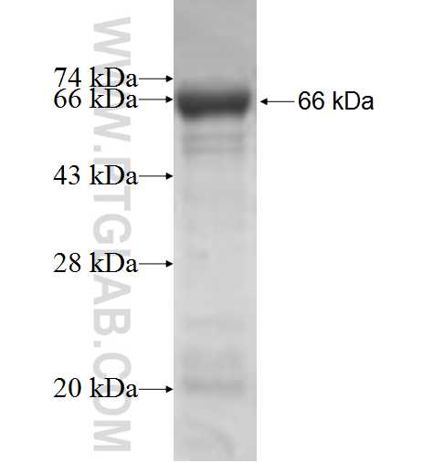 NOMO2 fusion protein Ag5595 SDS-PAGE