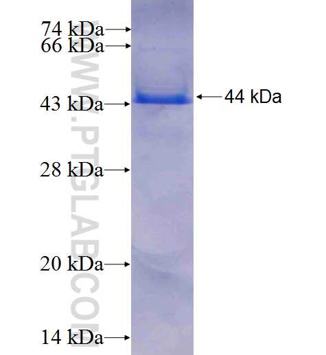 NOMO2 fusion protein Ag5902 SDS-PAGE