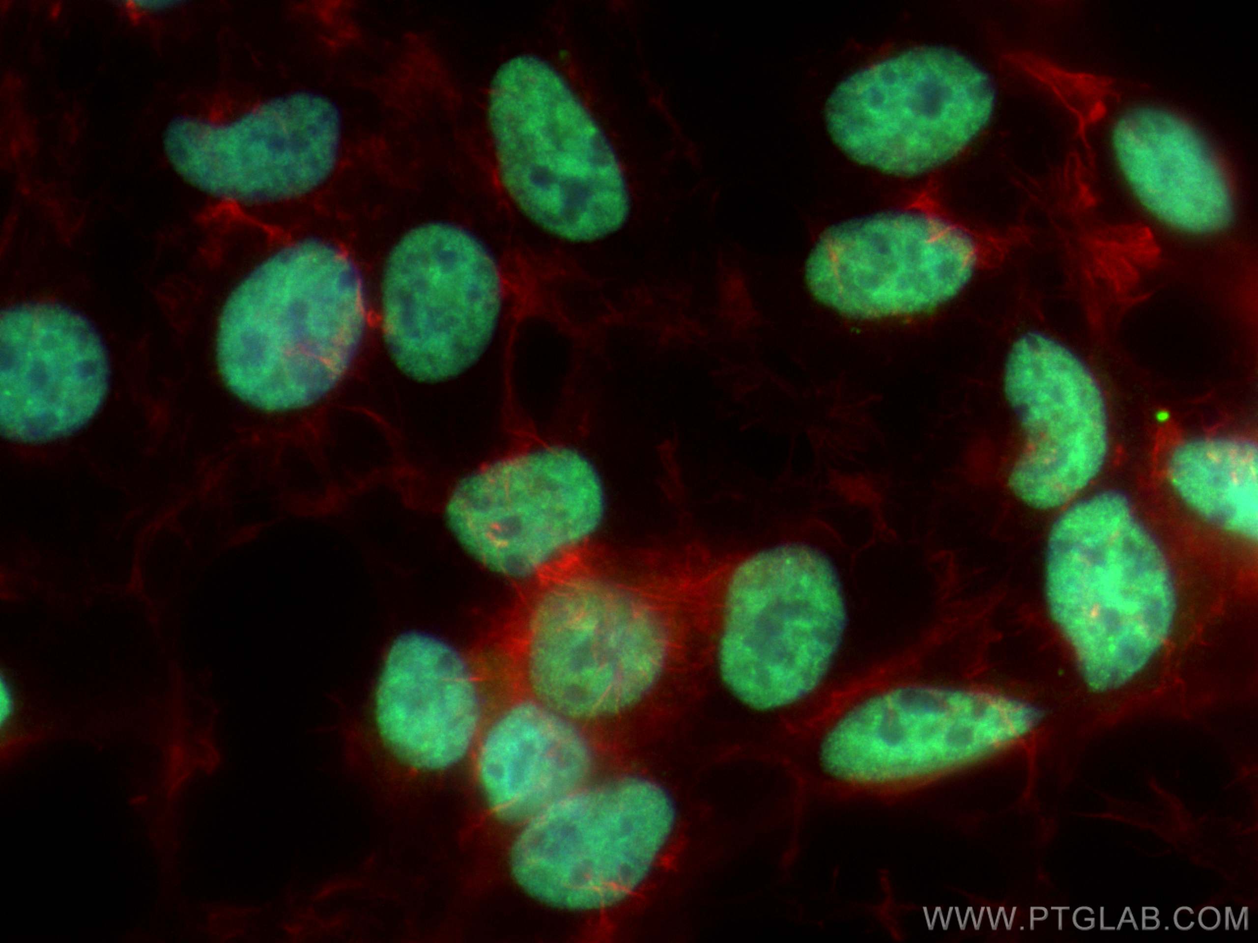 Immunofluorescence (IF) / fluorescent staining of HEK-293 cells using NONO Polyclonal antibody (11058-1-AP)