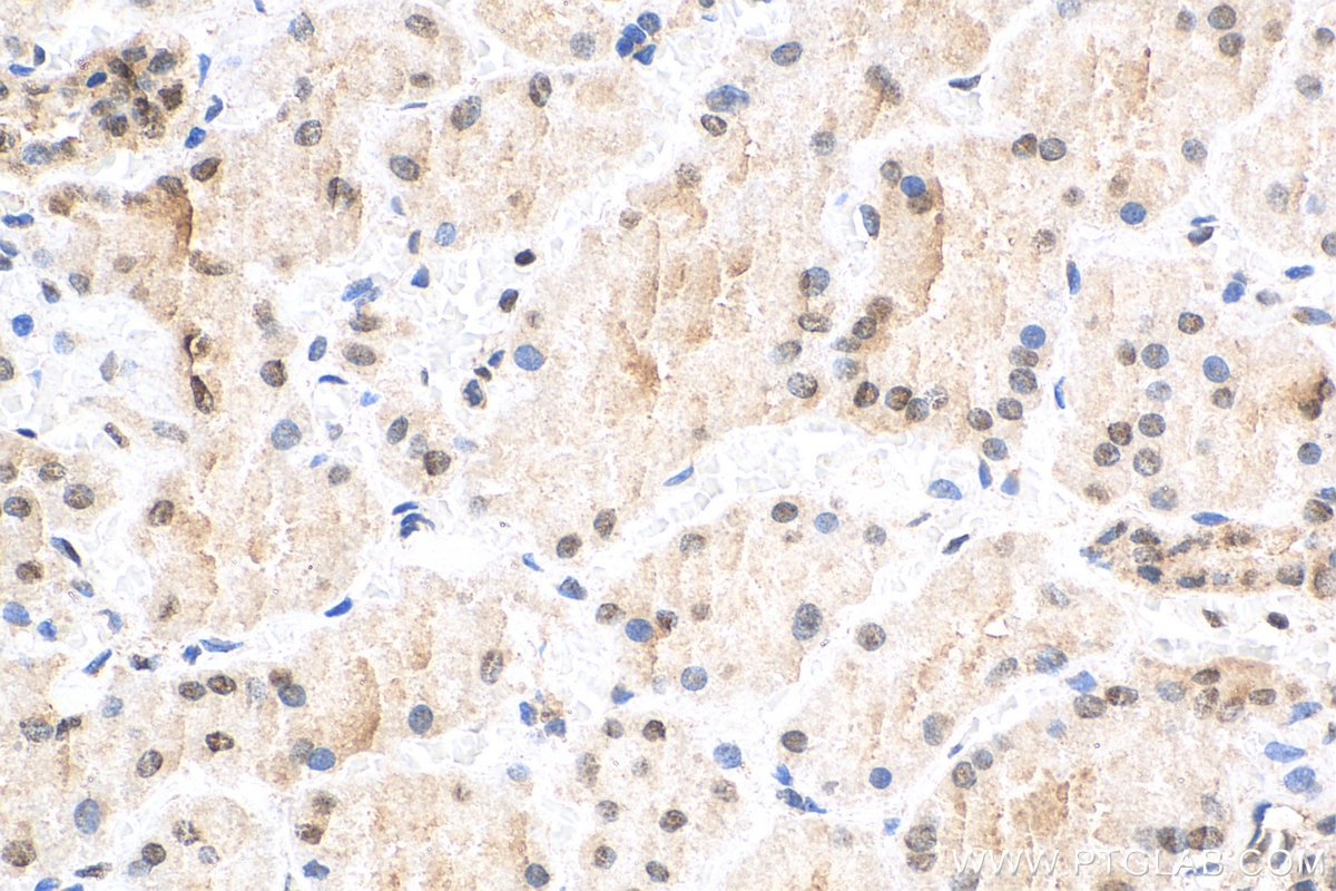 Immunohistochemistry (IHC) staining of human kidney tissue using NONO Polyclonal antibody (11058-1-AP)