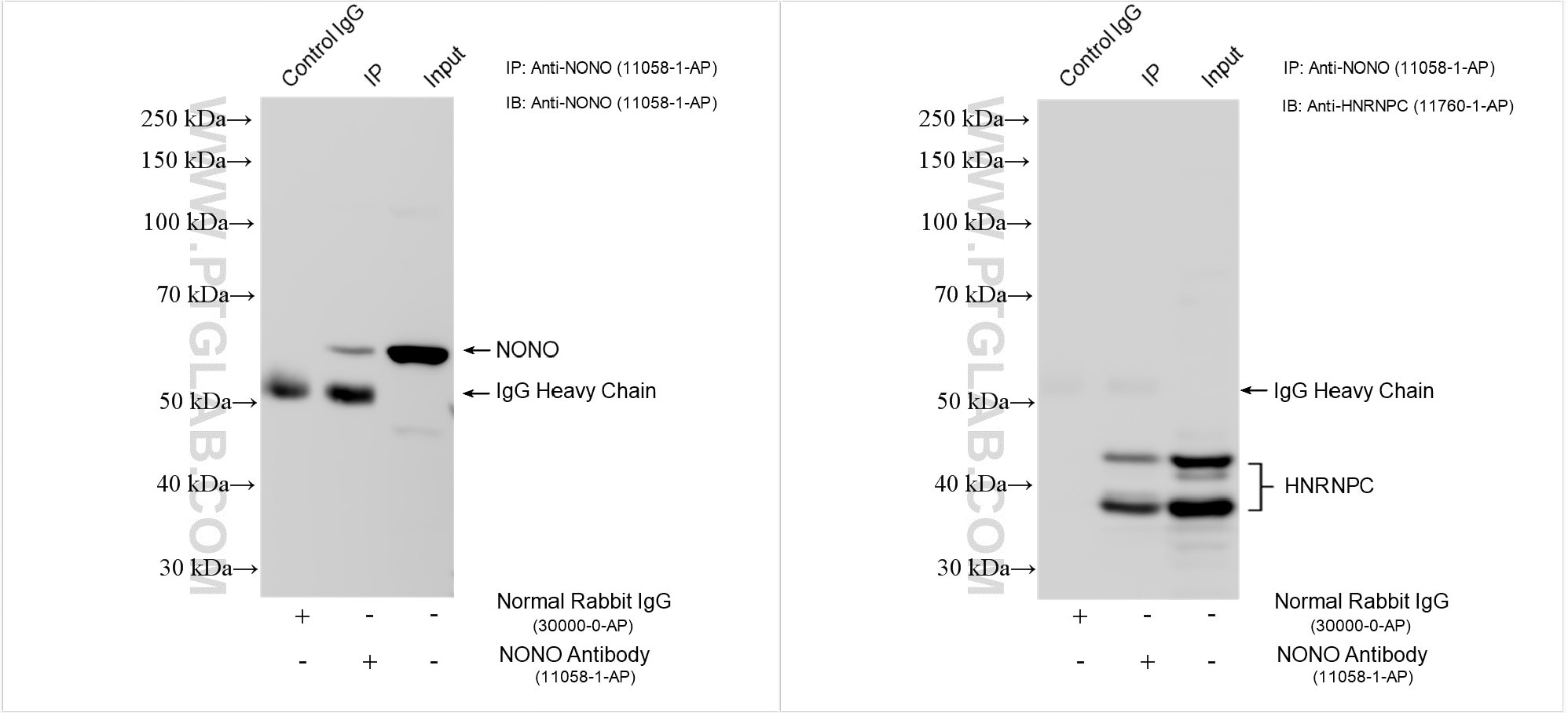 Immunoprecipitation (IP) experiment of HEK-293T cells using NONO Polyclonal antibody (11058-1-AP)