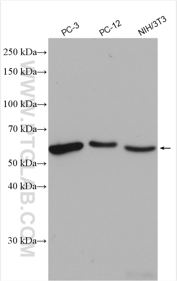 Western Blot (WB) analysis of various lysates using NONO Polyclonal antibody (11058-1-AP)
